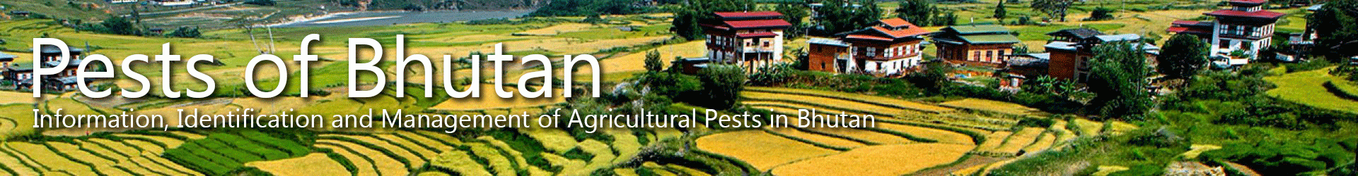 Launch of the Pests of Bhutan website and database