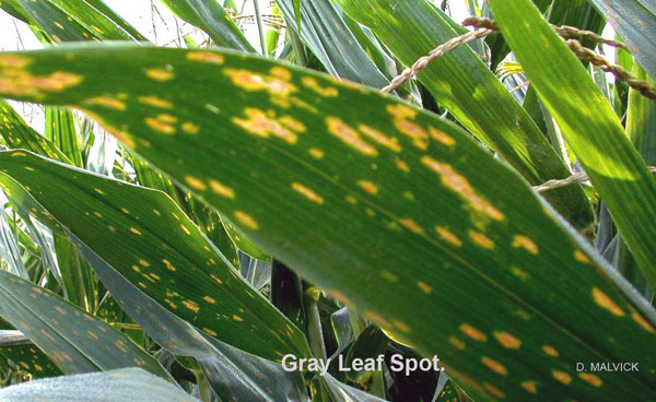 Gray leaf spot (GLS)
