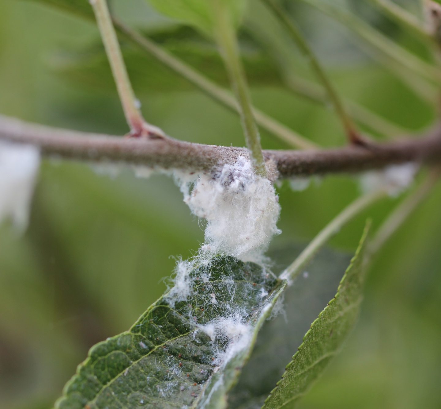 Woolly aphid