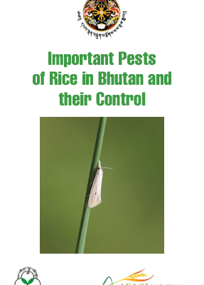 Rice Insect Pests Identification & Control