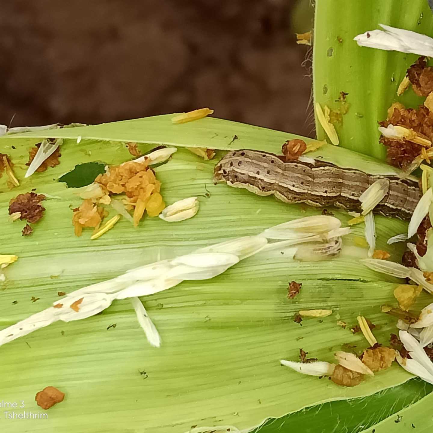 The Global Action for Fall armyworm Control